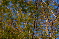 Piptadenia retusa