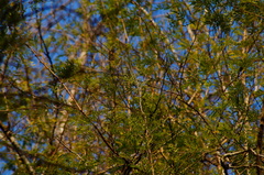 Piptadenia retusa