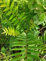 Zanthoxylum martinicense