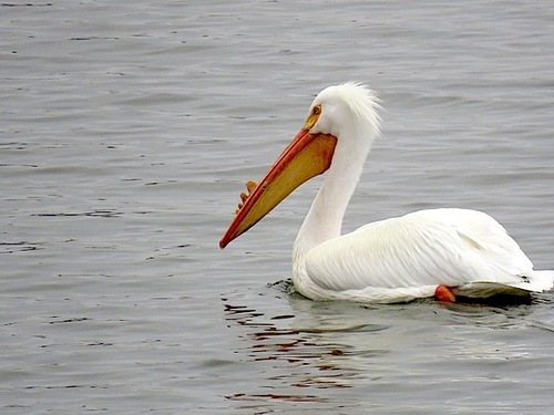 American White Pelican photographed in Nebraska