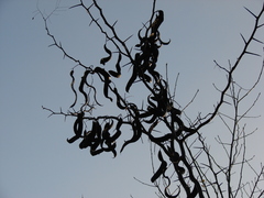 Gleditsia triacanthos