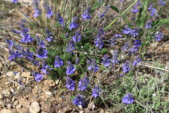 Veronica capsellicarpa