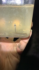 Wuhanlinigobius polylepis