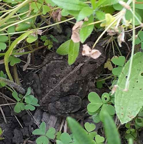 American Toad