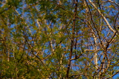 Piptadenia retusa