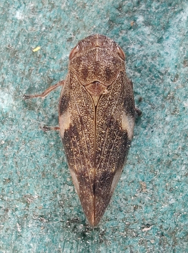 Alder Spittlebug