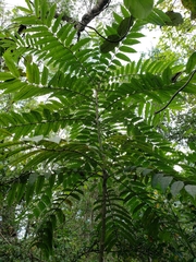 Zanthoxylum martinicense