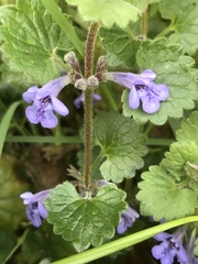 Glechoma hederacea