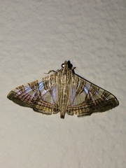 Glyphodes stolalis