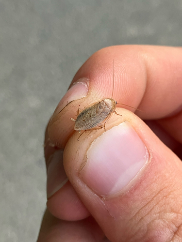 Tawny Cockroach