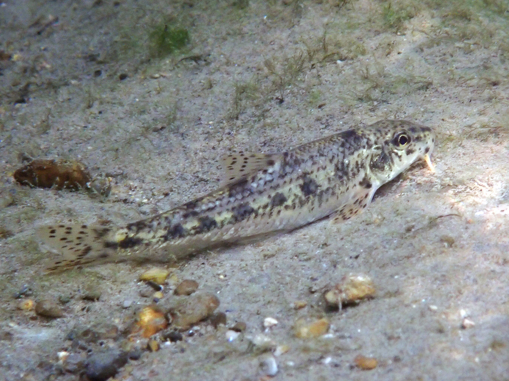 Italian Gudgeon
