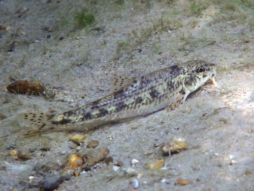 Italian Gudgeon