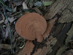 Ganoderma