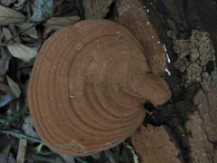 Ganoderma