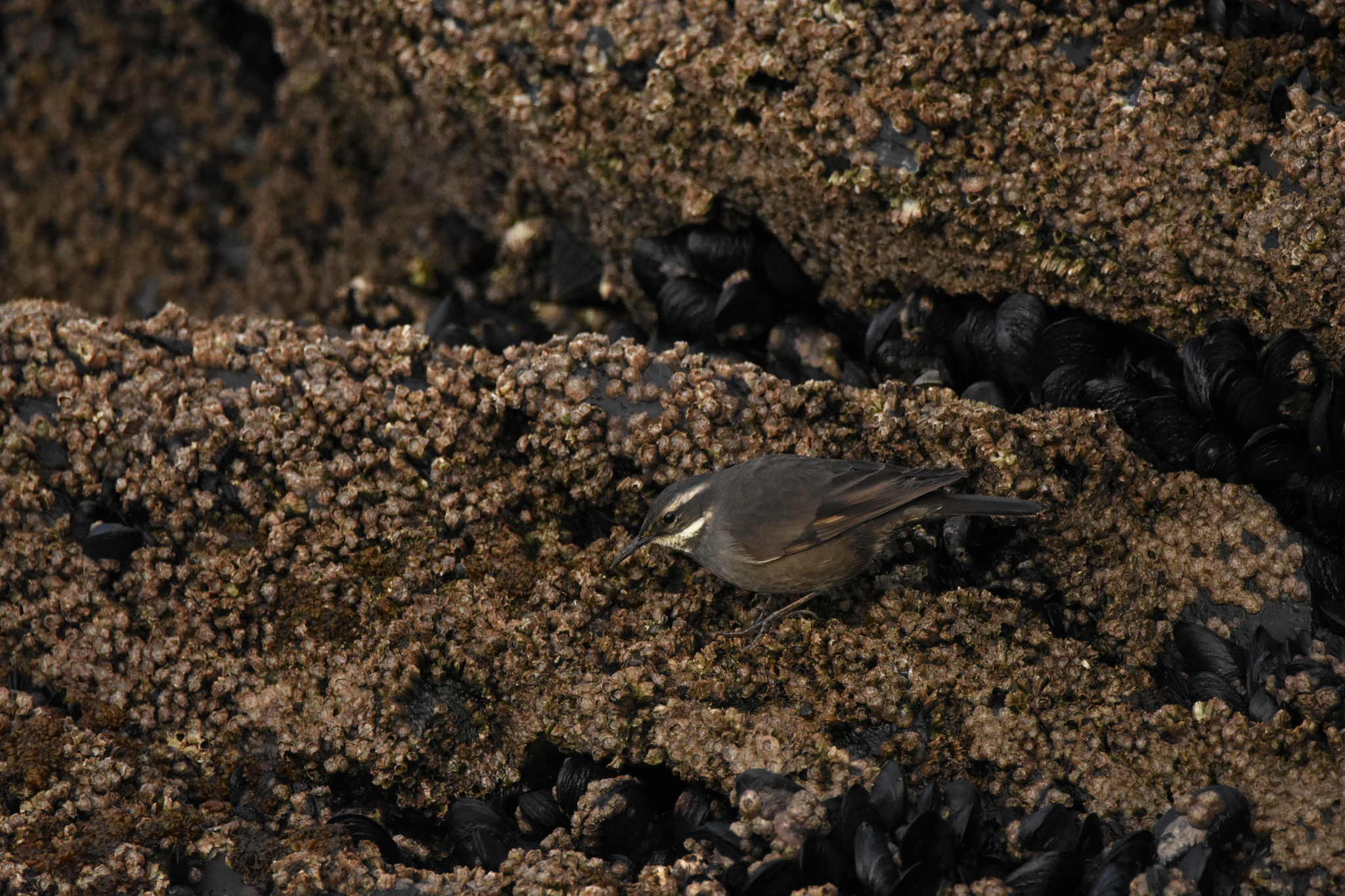 Grey-flanked Cinclodes (Cinclodes oustaleti), photo 5