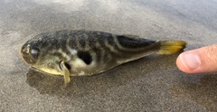 Striped Puffer photo 1