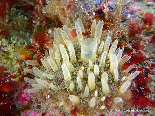 Ciocalypta observed 2026-05-23