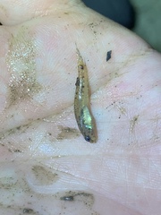 Acentrogobius viganensis