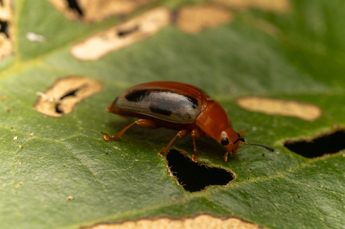 Mycotretus rhodosomus