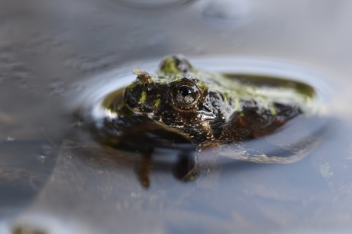 Northern Cricket Frog (Acris crepitans), a species recorded in Delaware