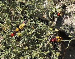 Tegrodera aloga