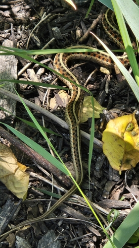 Common Garter Snake