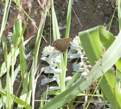 Callophrys mossii