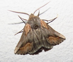 Drepanogynis anthracinata