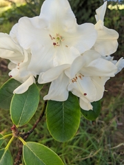 Rhododendron