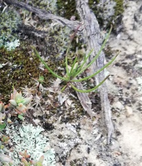 Eriospermum proliferum