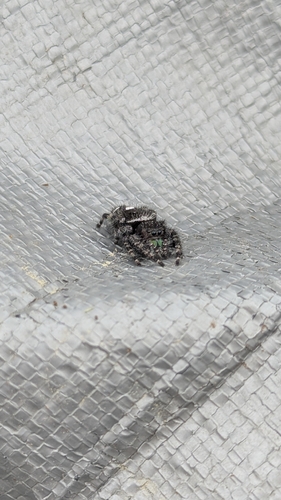 Bold Jumping Spider photographed in Maine