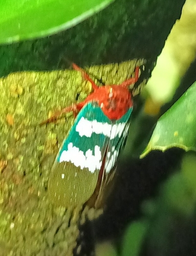 Metaphaena novemmaculata