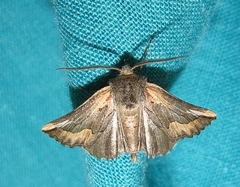 Drepanogynis anthracinata