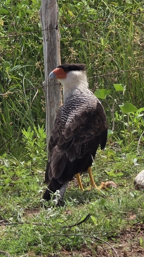 Crested Caracara