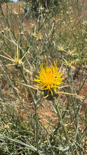 Yellow Star-Thistle