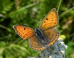 Lycaena hippothoe italica