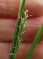 Carex hendersonii