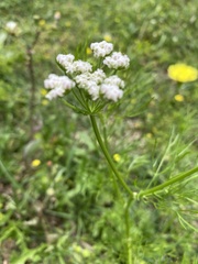 Bifora americana