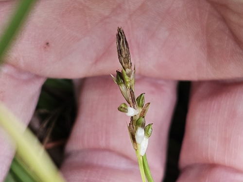 Carex pedunculata, photograph 4