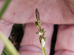 (c) Norma Malinowski, some rights reserved (CC BY) Carex pedunculata, photograph (c) Norma Malinowski, some rights reserved (CC BY)