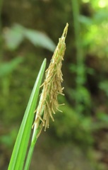 Carex hendersonii