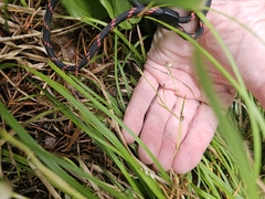 (c) Norma Malinowski, some rights reserved (CC BY) Carex pedunculata, photograph (c) Norma Malinowski, some rights reserved (CC BY)