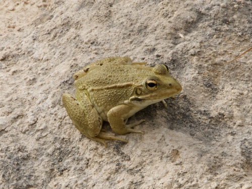Iberian Green Frog