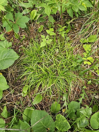 Carex pedunculata, photograph 6