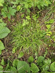 Carex pedunculata, photograph (c) Norma Malinowski, some rights reserved (CC BY)