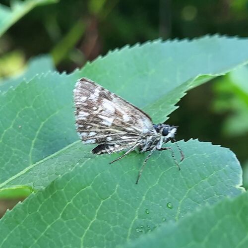 Grizzled Skipper