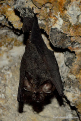 Rhinolophus luctus