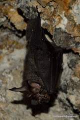 Rhinolophus luctus
