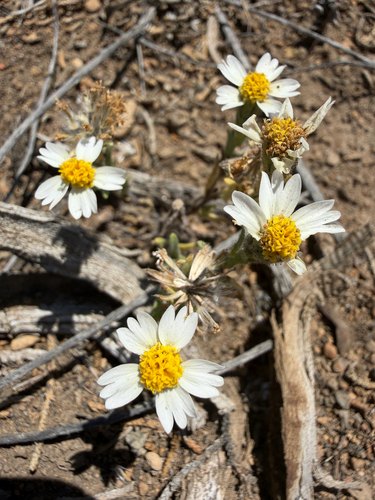 Layia glandulosa observed 2026-06-14