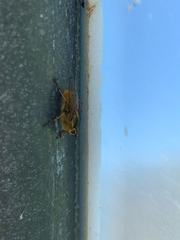 Scathophaga stercoraria